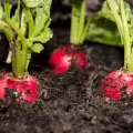 Vegetables to Plant in Fall