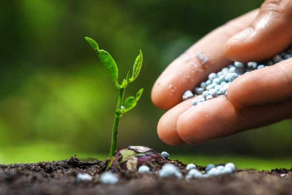 fertilizers-for-your-plants